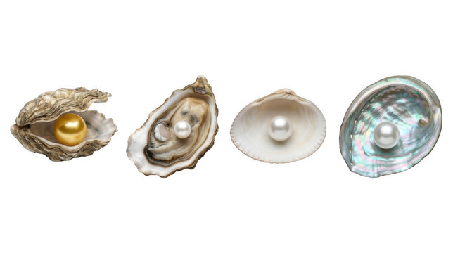 Golden and white pearls nestled within oyster and seashell casings during soft studio lighting Isolated on transparent background