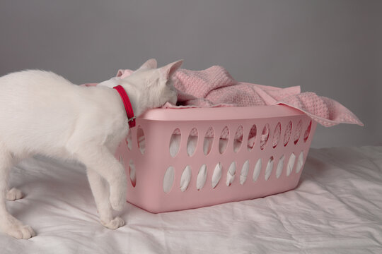 White Kitten at Home