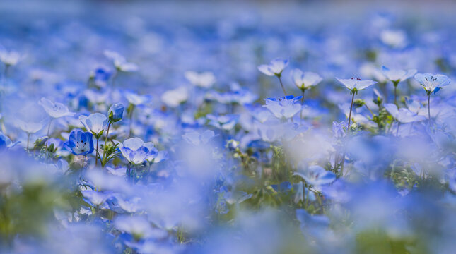 ast Field of Vibrant Blue Baby Blue Eyes (Nemophila) Flowers Blooming