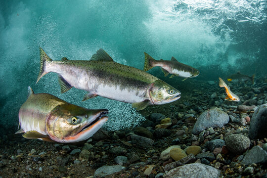 Pink salmon's run