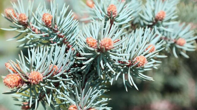 Blue spruce branches covered with blue-green needles and adorned with small, young pine cones. The soft texture of the needles contrasts with the vibrant orange-brown cones, creating a visually.