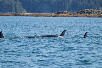 Obraz premium An orca pod in Alaska