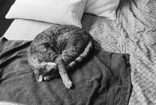 cat taking a nap