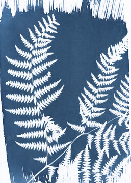 Cyanotype Fern Prints with Botanical Silhouettes