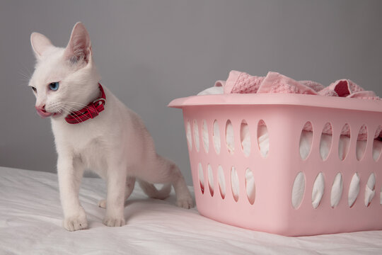 White Kitten at Home