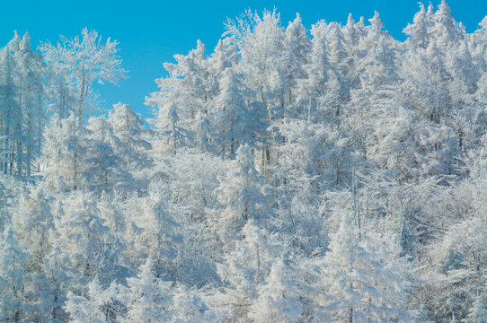 Breathtaking Winter Landscape of Trees Covered in Pristine White Rime