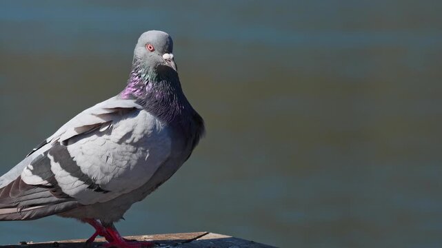 Rock pigeon displaying iridescent purple and green neck feathers, perched on a weathered wooden ledge against a blurred blue-grey background.