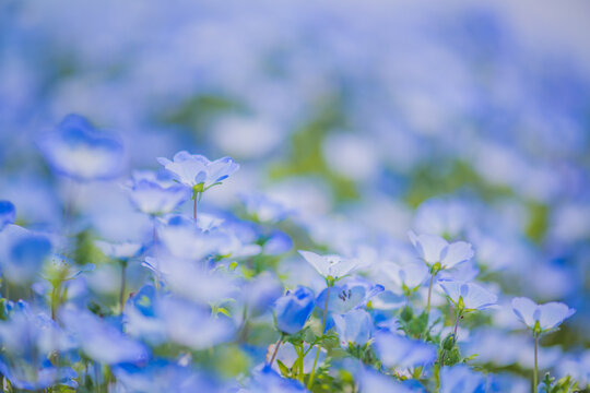 ast Field of Vibrant Blue Baby Blue Eyes (Nemophila) Flowers Blooming
