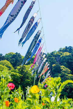 Colorful Koinobori (Carp Streamers) Flying proudly in the Blue Spring
