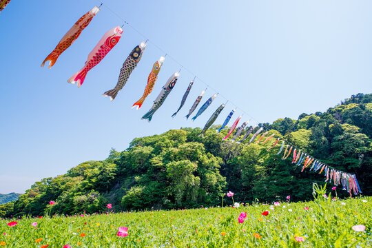 Colorful Koinobori (Carp Streamers) Flying proudly in the Blue Spring