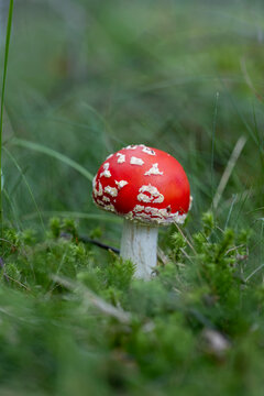 Red spotted toadstool in the forest