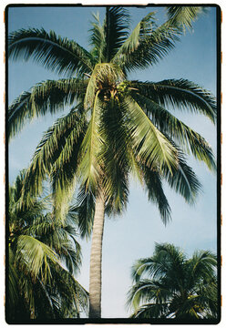 Coconut Palms in Mexico