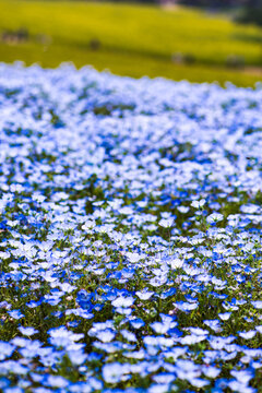 ast Field of Vibrant Blue Baby Blue Eyes (Nemophila) Flowers Blooming