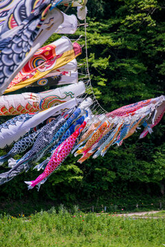 Colorful Koinobori (Carp Streamers) Flying proudly in the Blue Spring