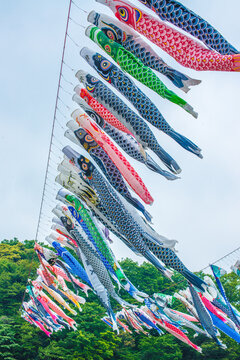 Colorful Koinobori (Carp Streamers) Flying proudly in the Blue Spring