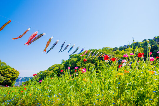 Colorful Koinobori (Carp Streamers) Flying proudly in the Blue Spring