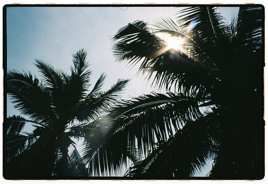 Sunlight Through Palm Fronds