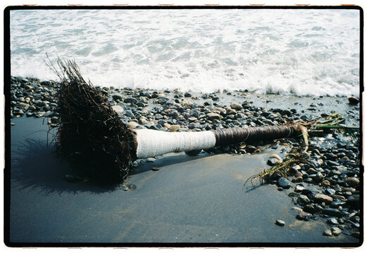 Palm Trunk on Mexican Beach