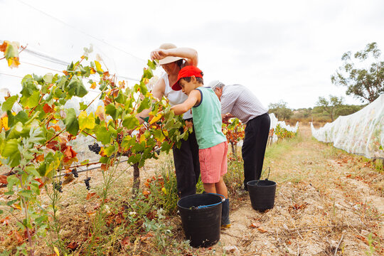 Family grape harvest in vineyard with child and grandfather