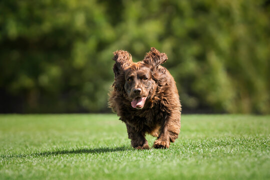 Brown cocker spaniel on Smiths Lawn in Windsor Great Park on a run with ears up