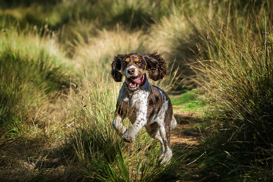 Liver brown and white springer spaniel in summer in the Ascot Forest on a run with a leaping spring