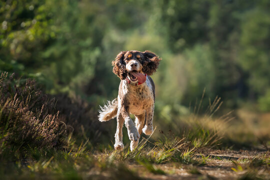 Liver brown and white springer spaniel in summer in the Ascot Forest flying on a fast run