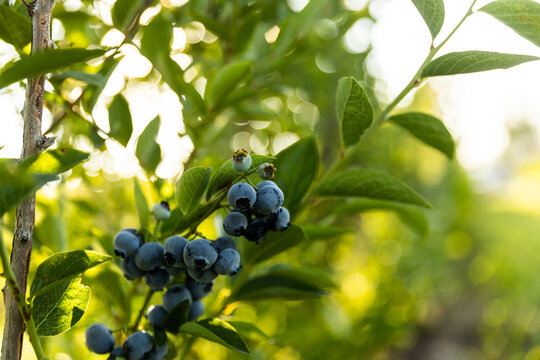 Fresh blueberries ripen on a sunlit garden bush