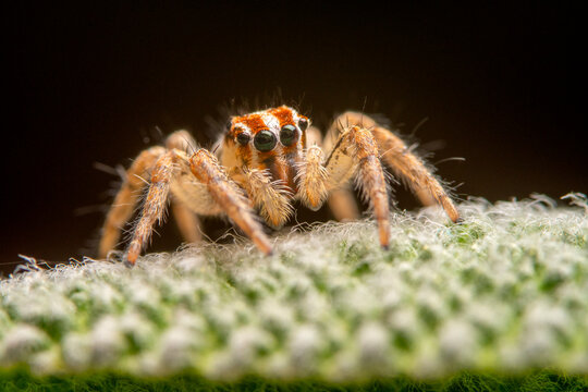 Andalusian jumping spider close-up on a textured surface