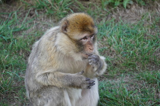 Barbary macaque