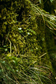 Moss-covered tree trunk in lush wild forest habitat