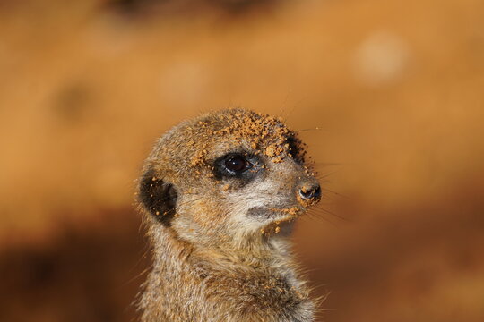 Meerkat