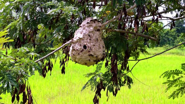 A hornet's nest clings to a tree branch, with hornets constantly flying in and out.