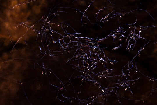 Whirligig beetle swarm on dark reflective water surface