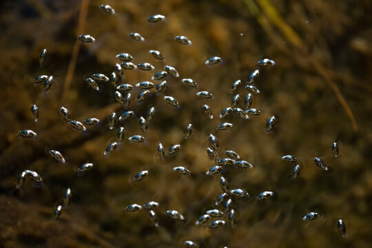 Whirligig beetles gather on the surface of a woodland pond