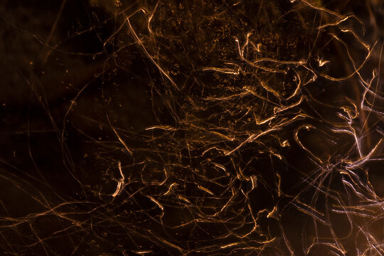 Whirligig beetle create golden light trails on dark water