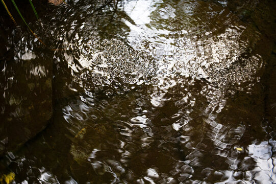 Whirligig beetle create ripples on reflective water surface
