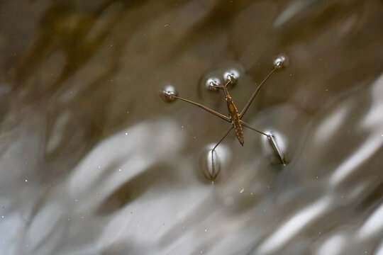 Water strider insect on reflective pond surface