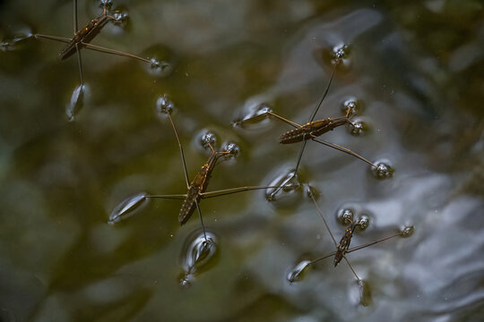 Water strider insect on reflective pond surface