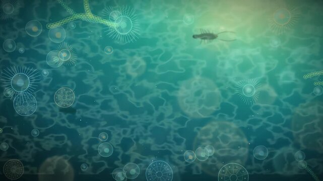 Microscopic pond life diatoms radiolarians algae filaments under water lens loop footage