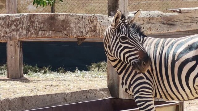 Close up side view of zebra eating hay from metal feeder in sunny animal enclosure.