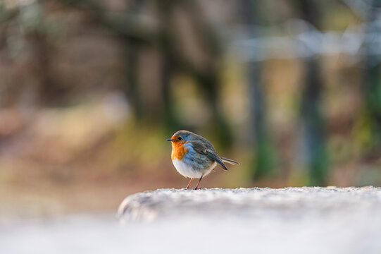 European robin perched on stone in A soft park setting