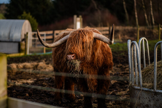 Highland cow chew hay beside feeding trough on farm