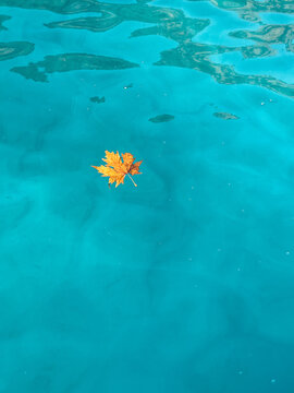 Autumn maple leaf floating on turquoise water surface
