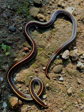 Venomous chili snake, Calliophis intestinalis, found in Java, Indonesia, resting on rocky soil in a natural habitat. A slender native snake with distinctive dark and reddish markings.