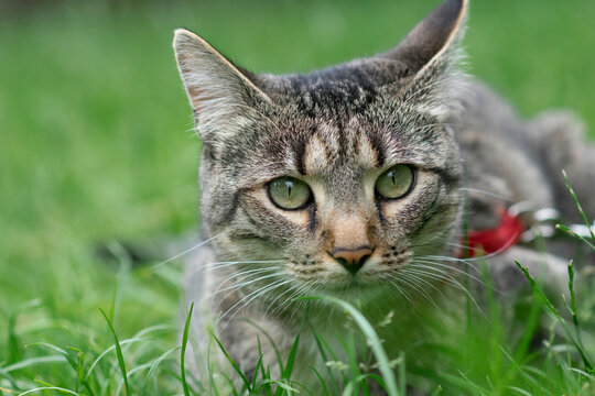 Close up portrait of tabby cat in red collar crouching in green grass looking attentively at camera, hunting instinct concept.