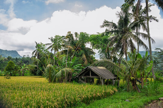 Tropical rice field with hut and coconut palms in Bali