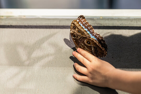 Child touching butterfly at botanical garden exhibit