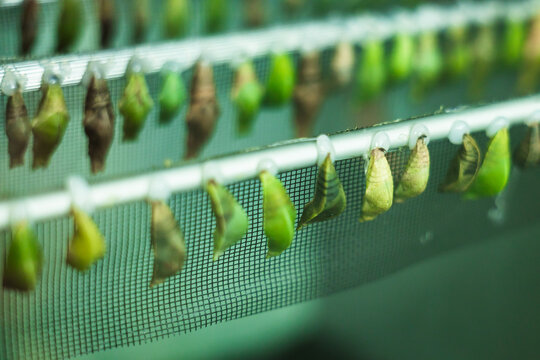 Butterfly chrysalis in botanical garden enclosure