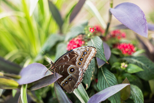 Brown butterfly on tropical foliage in botanical garden