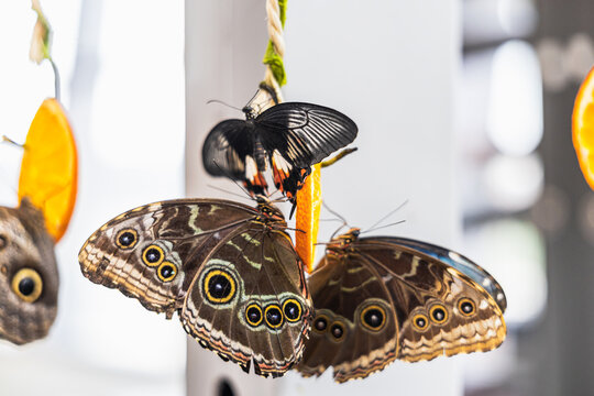 Tropical butterfly display with citrus slices in botanical garden